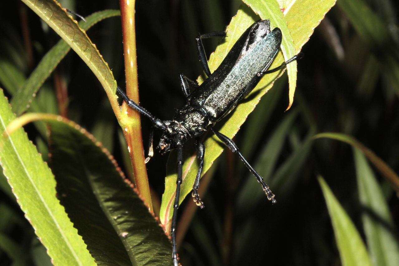 Cerambicide : Aromia moschata